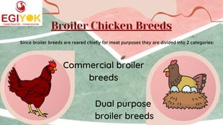 Broiler Chicken Breeds


Dual purpose
broiler breeds
Since broiler breeds are reared chiefly for meat purposes they are divided into 2 categories:
Commercial broiler
breeds


 