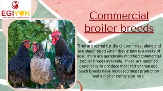 Commercial
broiler breeds
They are reared for the chicken meat alone and
are slaughtered when they attain 6-8 weeks of
age. There are genetically modified commercial
broiler breeds available. These are modified
genetically to produce meat rather than egg.
Such breeds have increased meat production
and a higher conversion rate.


 