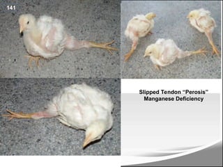 Slipped Tendon “Perosis”
Manganese Deficiency
141
166
 