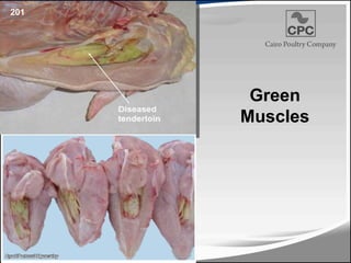 201
Green
Muscles
232
 
