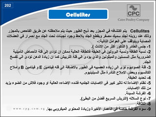 Cellulites
‫بالمجزر‬ ‫الفاحص‬ ‫طريق‬ ‫عن‬ ‫مالحظته‬ ‫يتم‬ ‫حيث‬ ‫الطيور‬ ‫ذبح‬ ‫بعد‬ ‫المجزر‬ ‫في‬ ‫اكتشافه‬ ‫يتم‬
‫العضالت‬ ‫في‬ ‫احمرار‬ ‫مع‬ ‫الجلد‬ ‫تحت‬ ‫تجبنات‬ ‫وجود‬ ‫يالحظ‬ ‫الجلد‬ ‫وبقطع‬ ‫مصفر‬ ‫سميك‬ ‫لجلد‬ ‫رؤيته‬ ‫عند‬ ‫وذلك‬
-:‫التالية‬ ‫العوامل‬ ‫علي‬ ‫ويتوقف‬ ‫المصابة‬
1
.) ‫االناث‬ ‫من‬ ‫أكثر‬ ‫الذكور‬ ( ‫الطائر‬ ‫جنس‬ -
2
‫تؤدى‬ ‫ان‬ ‫ممكن‬ ‫العالية‬ ‫فالطاقة‬ ‫العليقة‬ ‫في‬ ‫البروتين‬ ‫ونسبة‬ ‫الطاقة‬ ‫نسبة‬ -
‫إلى‬
‫ال‬ ‫قلة‬
‫أ‬
‫ال‬ ‫حماض‬
‫أ‬
‫مينية‬
‫تفسخ‬ ‫الي‬ ‫تؤدى‬ ‫الدهن‬ ‫زيادة‬ ‫ان‬ ‫كما‬ ‫الترييش‬ ‫قلة‬ ‫الي‬ ‫يؤدى‬ ‫والذي‬ ‫والميثونين‬ ‫السستين‬ ‫مثل‬ ‫الضرورية‬
.‫الجلد‬
3
‫فيتامين‬ ‫قله‬ ‫الى‬ ‫باالضافة‬ ‫الطيور‬ ‫فى‬ ‫العصبيه‬ ‫زياده‬ ‫الى‬ ‫تؤى‬ ‫الصوديوم‬ ‫قلة‬ -
E
‫فيتامين‬ ‫و‬
B
‫وامالح‬
.‫السيلينيوم‬ ‫مثل‬ ‫النادرة‬ ‫االمالح‬ ‫وبعض‬ ‫الكالسيوم‬
4
.‫العليقة‬ ‫تحديد‬ -
5
‫ا‬ ‫نظام‬ -
‫إل‬
‫ا‬ ‫فشده‬ ‫الجلديه‬ ‫االصابات‬ ‫فى‬ ‫كبير‬ ‫تاثير‬ ‫له‬ ‫ضاءة‬
‫إل‬
‫يزيد‬ ‫الضوء‬ ‫من‬ ‫فالش‬ ‫وجود‬ ‫او‬ ‫العالية‬ ‫ضاءه‬
‫ا‬ ‫تلك‬ ‫من‬
‫إل‬
.‫صابات‬
6
.‫السيئة‬ ‫الفرشة‬ -
7
‫السريع‬ ‫(التريش‬ ‫السالله‬ ‫نوع‬ -
‫أ‬
.)‫البطئ‬ ‫من‬ ‫فضل‬
8
.‫الكثافة‬ -
9
‫ال‬ ‫في‬ ‫خاصة‬ ‫الفرشة‬ ‫سوء‬ -
‫أ‬
‫ا‬ ‫عمار‬
‫أل‬
.‫بها‬ ‫الميكروبي‬ ‫المحتوى‬ ‫وزيادة‬ ‫خيرة‬
Cellulites
202
233
 