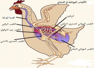 ‫الهوائية‬ ‫القصبة‬
95
 