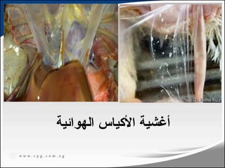 ‫الهوائية‬ ‫األكياس‬ ‫أغشية‬
96
 