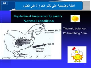 Thermic balance :
25 breathing / mn
Regulation of temperature by poultry
Normal condition
‫الطيو‬ ‫على‬ ‫الحرارة‬ ‫تأثير‬ ‫على‬ ‫توضيحية‬ ‫أمثلة‬
‫ر‬
86
99
 