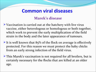 Common viral diseases
Marek’s disease
Vaccination is carried out at the hatchery with live virus
vaccine, either heterologous or homologous or both together,
which work to prevent the early multiplication of the field
strain in the body and the later appearance of tumours.
It is well known that 85% of the flock on average is effectively
protected. For this reason we must protect the baby chicks
from an early strong infection of the field virus.
This Marek’s vaccination is not required for all broilers, but is
certainly necessary for the flocks that are killed at an older
age.
 