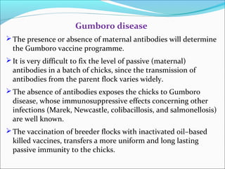 Gumboro disease
The presence or absence of maternal antibodies will determine
the Gumboro vaccine programme.
It is very difficult to fix the level of passive (maternal)
antibodies in a batch of chicks, since the transmission of
antibodies from the parent flock varies widely.
The absence of antibodies exposes the chicks to Gumboro
disease, whose immunosuppressive effects concerning other
infections (Marek, Newcastle, colibacillosis, and salmonellosis)
are well known.
The vaccination of breeder flocks with inactivated oil–based
killed vaccines, transfers a more uniform and long lasting
passive immunity to the chicks.
 