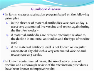 In farms, create a vaccination program based on the following
principles:
1. in the absence of maternal antibodies vaccinate at day 1,
use a very attenuated live vaccine and repeat again during
the first few weeks –
2. if maternal antibodies are present, vaccinate relative to
the decline in maternal antibodies and the type of vaccine
used
3. if the maternal antibody level is not known or irregular,
vaccinate at day old with a very attenuated vaccine and
revaccinate at 3 weeks.
In known contaminated farms, the use of new strains of
vaccine and a thorough review of the vaccination procedures
have been known to improve results.
Gumboro disease
 
