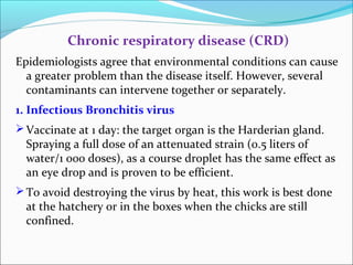 Chronic respiratory disease (CRD)
Epidemiologists agree that environmental conditions can cause
a greater problem than the disease itself. However, several
contaminants can intervene together or separately.
1. Infectious Bronchitis virus
Vaccinate at 1 day: the target organ is the Harderian gland.
Spraying a full dose of an attenuated strain (0.5 liters of
water/1 000 doses), as a course droplet has the same effect as
an eye drop and is proven to be efficient.
To avoid destroying the virus by heat, this work is best done
at the hatchery or in the boxes when the chicks are still
confined.
 