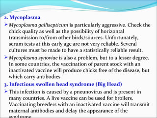 2. Mycoplasma
Mycoplasma gallisepticum is particularly aggressive. Check the
chick quality as well as the possibility of horizontal
transmission to/from other birds/sources. Unfortunately,
serum tests at this early age are not very reliable. Several
cultures must be made to have a statistically reliable result.
Mycoplasma synoviae is also a problem, but to a lesser degree.
In some countries, the vaccination of parent stock with an
inactivated vaccine will produce chicks free of the disease, but
which carry antibodies.
3. Infectious swollen head syndrome (Big Head)
This infection is caused by a pneunovirus and is present in
many countries. A live vaccine can be used for broilers.
Vaccinating breeders with an inactivated vaccine will transmit
maternal antibodies and delay the appearance of the
 