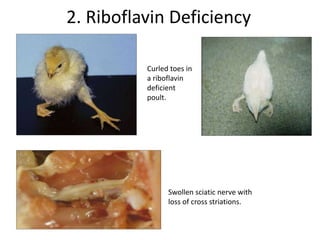 Tibia Disorders Broilers BroilerDiseases.pptx