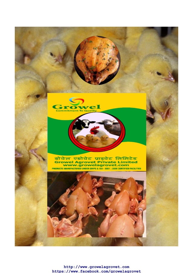 Broiler Farming Guide