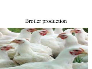 Broiler production
 