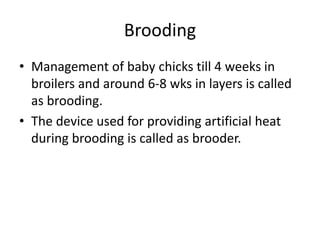 Broiler management | PPTX