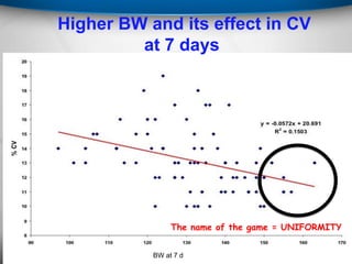 BW at 7 d
The name of the game = UNIFORMITY
Higher BW and its effect in CV
at 7 days
 
