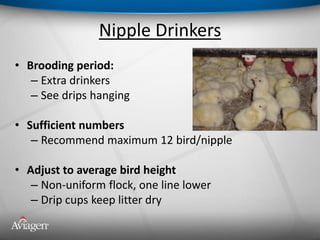 Nipple Drinkers
• Brooding period:
– Extra drinkers
– See drips hanging
• Sufficient numbers
– Recommend maximum 12 bird/nipple
• Adjust to average bird height
– Non-uniform flock, one line lower
– Drip cups keep litter dry
 