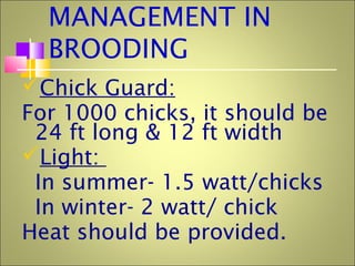 MANAGEMENT IN
BROODING
Chick Guard:
For 1000 chicks, it should be
24 ft long & 12 ft width
Light:
In summer- 1.5 watt/chicks
In winter- 2 watt/ chick
Heat should be provided.
 