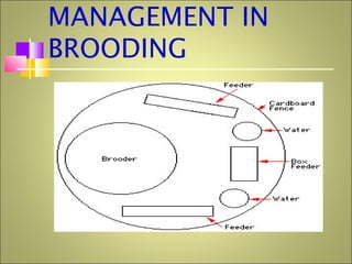 MANAGEMENT IN
BROODING
 