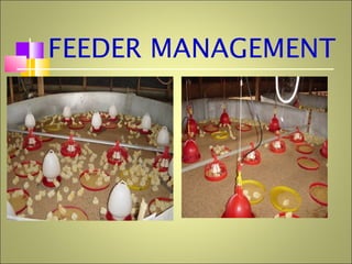 FEEDER MANAGEMENT
 
