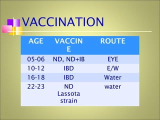 VACCINATION
AGE VACCIN
E
ROUTE
05-06 ND, ND+IB EYE
10-12 IBD E/W
16-18 IBD Water
22-23 ND
Lassota
strain
water
 