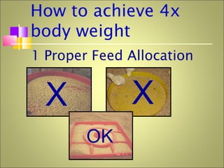 How to achieve 4x
body weight
1 Proper Feed Allocation
X X
OK
 
