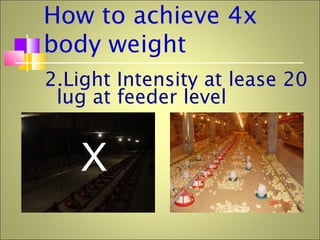How to achieve 4x
body weight
2.Light Intensity at lease 20
lug at feeder level
X
 