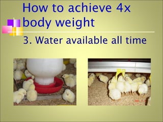 How to achieve 4x
body weight
3. Water available all time
 