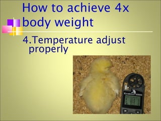 How to achieve 4x
body weight
4.Temperature adjust
properly
 