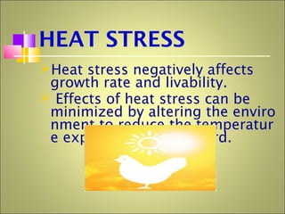 HEAT STRESS
Heat stress negatively affects
growth rate and livability.
 Effects of heat stress can be
minimized by altering the enviro
nment to reduce the temperatur
e experienced by the bird.
 