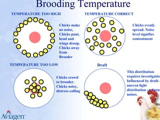 Broiler management (david swygood) | PDF