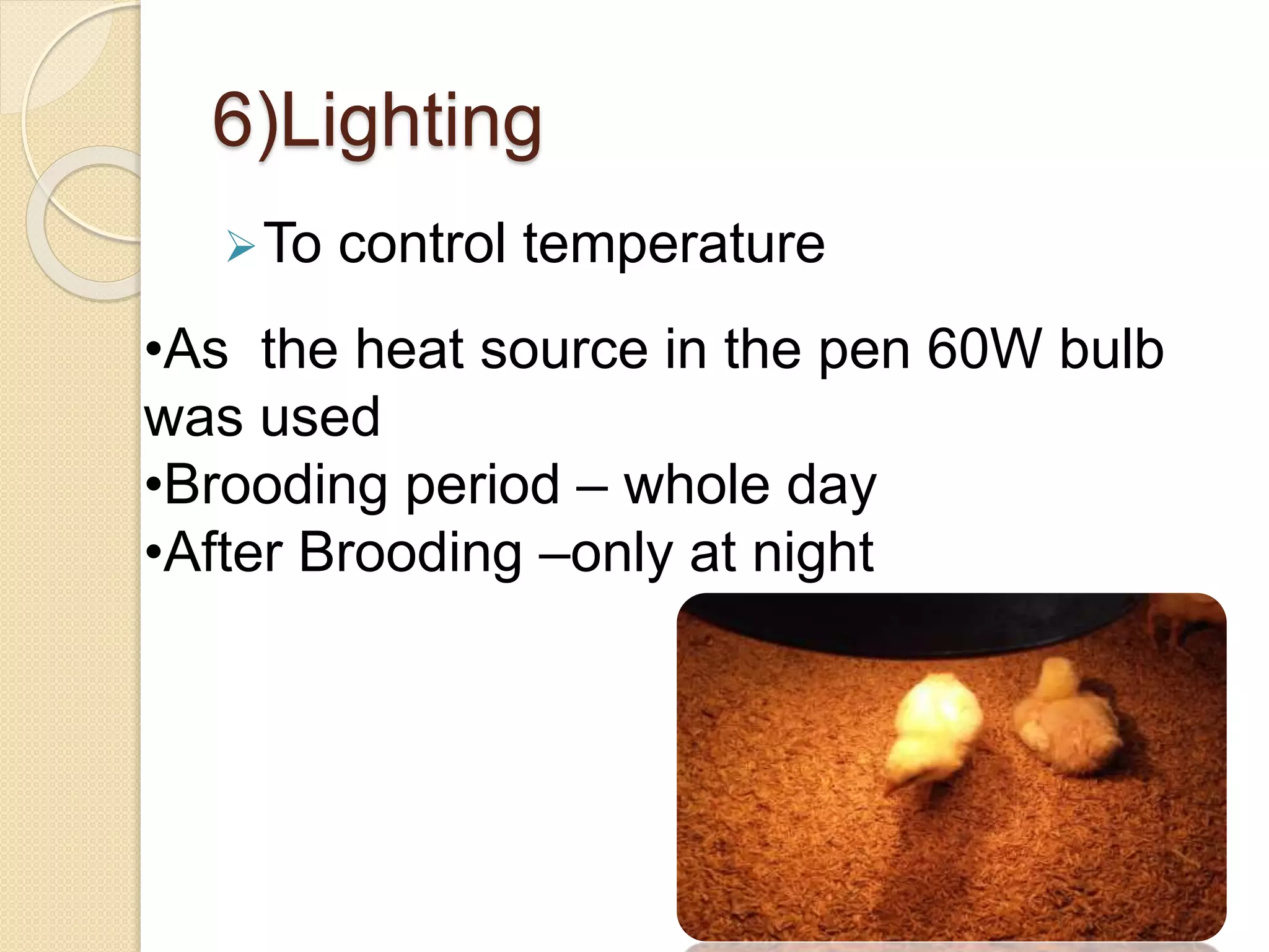 Broiler Management In Mapalana Agriculture Faculty Farm. | PPTX