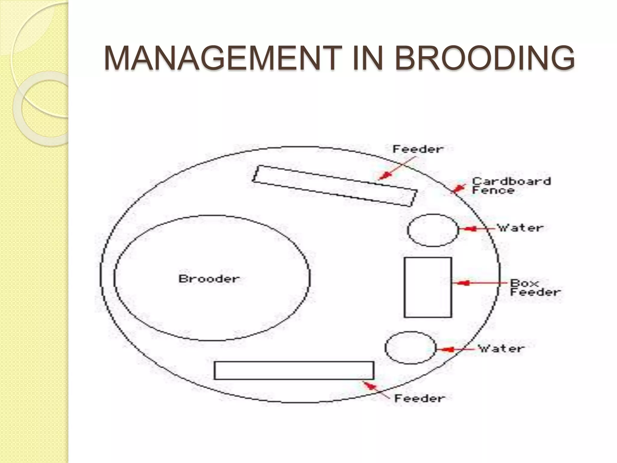 Broiler poultry farming and backyard poultry management | PPTX
