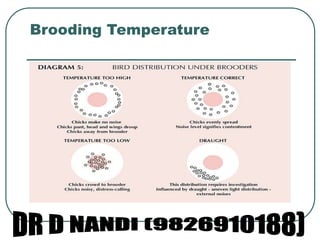 Poultry management & diseases | PPT