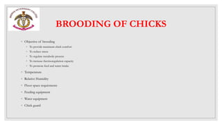 Broiler production | PPTX