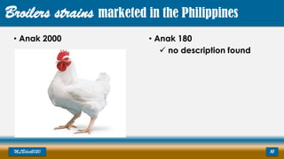 Broilers strains marketed in the Philippines
• Anak 2000
MLBibat2020 10
• Anak 180
 no description found
 