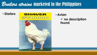 • Starbro
MLBibat2020 13
Broilers strains marketed in the Philippines
• Avian
 no description
found
 