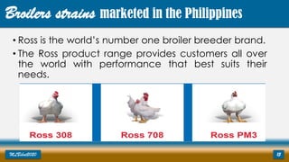 • Ross is the world’s number one broiler breeder brand.
• The Ross product range provides customers all over
the world with performance that best suits their
needs.
MLBibat2020 15
Broilers strains marketed in the Philippines
 