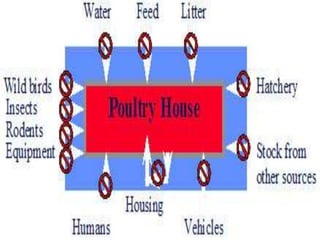 Broiler production full presentation