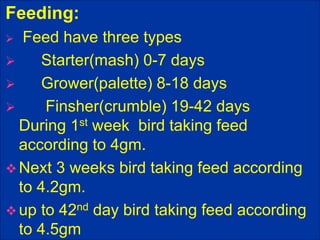 Feeding:
 Feed have three types
 Starter(mash) 0-7 days
 Grower(palette) 8-18 days
 Finsher(crumble) 19-42 days
During 1st week bird taking feed
according to 4gm.
 Next 3 weeks bird taking feed according
to 4.2gm.
 up to 42nd day bird taking feed according
to 4.5gm
 