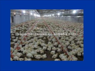 Broiler production full presentation