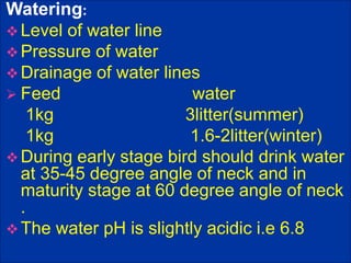 Watering:
 Level of water line
 Pressure of water
 Drainage of water lines
 Feed water
1kg 3litter(summer)
1kg 1.6-2litter(winter)
 During early stage bird should drink water
at 35-45 degree angle of neck and in
maturity stage at 60 degree angle of neck
.
 The water pH is slightly acidic i.e 6.8
 