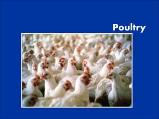 Poultry
 