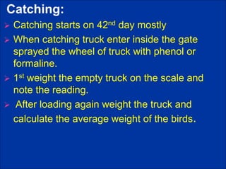 Catching:
 Catching starts on 42nd day mostly
 When catching truck enter inside the gate
sprayed the wheel of truck with phenol or
formaline.
 1st weight the empty truck on the scale and
note the reading.
 After loading again weight the truck and
calculate the average weight of the birds.
 