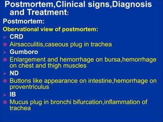 Postmortem,Clinical signs,Diagnosis
and Treatment:
Postmortem:
Obervational view of postmortem:
 CRD
 Airsacculitis,caseous plug in trachea
 Gumboro
 Enlargement and hemorrhage on bursa,hemorrhage
on chest and thigh muscles
 ND
 Buttons like appearance on intestine,hemorrhage on
proventriculus
 IB
 Mucus plug in bronchi bifurcation,inflammation of
trachea
 