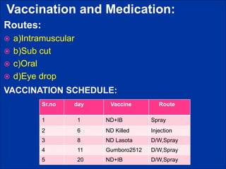 Vaccination and Medication:
Routes:
 a)Intramuscular
 b)Sub cut
 c)Oral
 d)Eye drop
VACCINATION SCHEDULE:
Sr.no day Vaccine Route
1 1 ND+IB Spray
2 6 ND Killed Injection
3 8 ND Lasota D/W,Spray
4 11 Gumboro2512 D/W,Spray
5 20 ND+IB D/W,Spray
 
