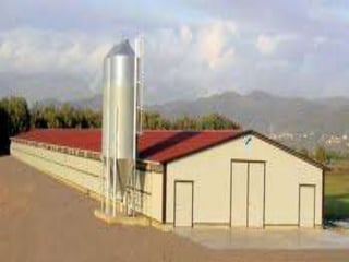 Broiler production full presentation