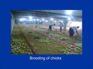 ghhh
Brooding of chicks
 