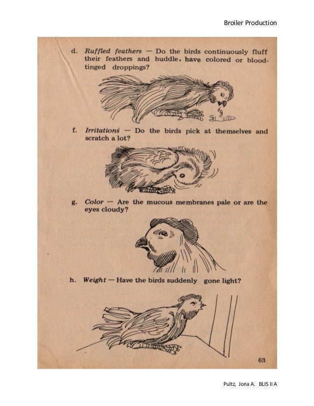 Broiler production pdf