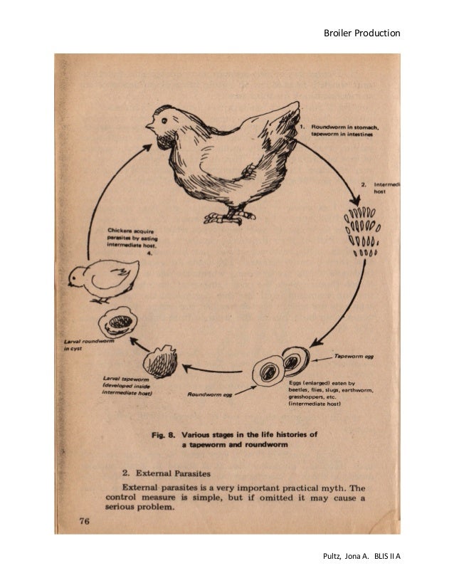 Broiler production pdf