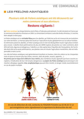 Bro LOKIREG n°37 - Décembre 2015
Bulletin municipal d’informations de Locquirec 5
VIE COMMUNALE
LES FRELONS ASIATIQUES
En cas de détection de nid, contactez la FDGDON Finistère au 02 98 26 72 12
qui enregistrera votre signalement et organisera la destruction du nid.
Plusieurs nids de frelons asiatiques ont été découverts sur
notre commune et aux alentours
Restons vigilants !
Le frelon asiatique ou Vespa Velutina vient d'Asie, d'Inde plus précisément. Il a été introduit en France par
le commerce de poteries chinoises en 2004. Le climat étant similaire à celui des forêts chinoises, il s'est très
bien adapté à notre pays.
Le frelon asiatique est un véritable fléau pour les abeilles, qu'il décime au fur et à mesure de son évolution
sur notre territoire. La menace pèse très lourd sur l'apiculture et plus globalement sur la culture fruitière.
En éliminant autant les abeilles, le frelon asiatique est en train de déséquilibrer toute l'agriculture et bien
plus encore. L'abeille étant pollinisatrice de plus de 20000 espèces de plantes sur notre continent, dont
40% de fruits, légumes et oléagineux, l'abeille a un rôle capital dans l'équilibre de l'écosystème. De l'orchi-
dée dont elle est la seule pollinisatrice, aux plantes rares et à toute l'agriculture maraîchère, elle est indis-
pensable à notre survie.
Les nids de frelons asiatiques sont généralement localisés en hauteur, dans les arbres ou les charpentes
mais on peut en trouver plus bas (haies, ronciers, abris de jardin, auvent, appentis…).
Ne prenez pas le risque de le détruire vous-même, plus nombreux et plus agressifs que leurs cousins eu-
ropéens, l'éradication de leur nid est plus dangereuse. La piqûre du frelon asiatique peut provoquer une
réaction allergique appelée choc anaphylactique pouvant être mortel, le danger réside essentiellement
en cas de piqûre multiple.
 