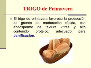 TRIGO de Primavera
 El trigo de primavera favorece la producción
de granos de maduración rápida, con
endospermo de textura vítrea y alto
contenido proteico; adecuado para
panificación.
 